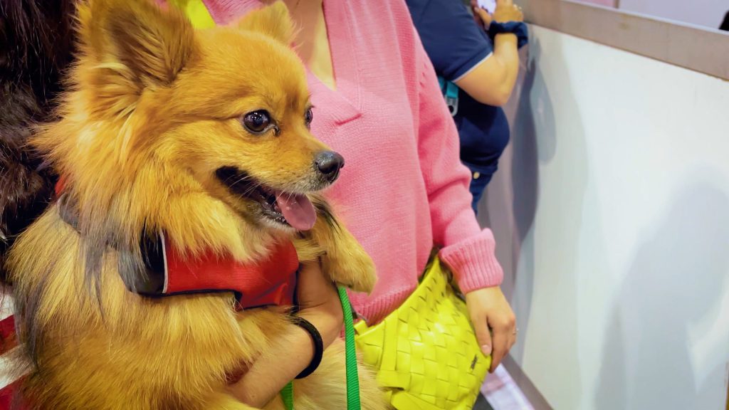 Expopet 2024: Colombia’s Largest Pet Fair Promotes Innovation and Welfare