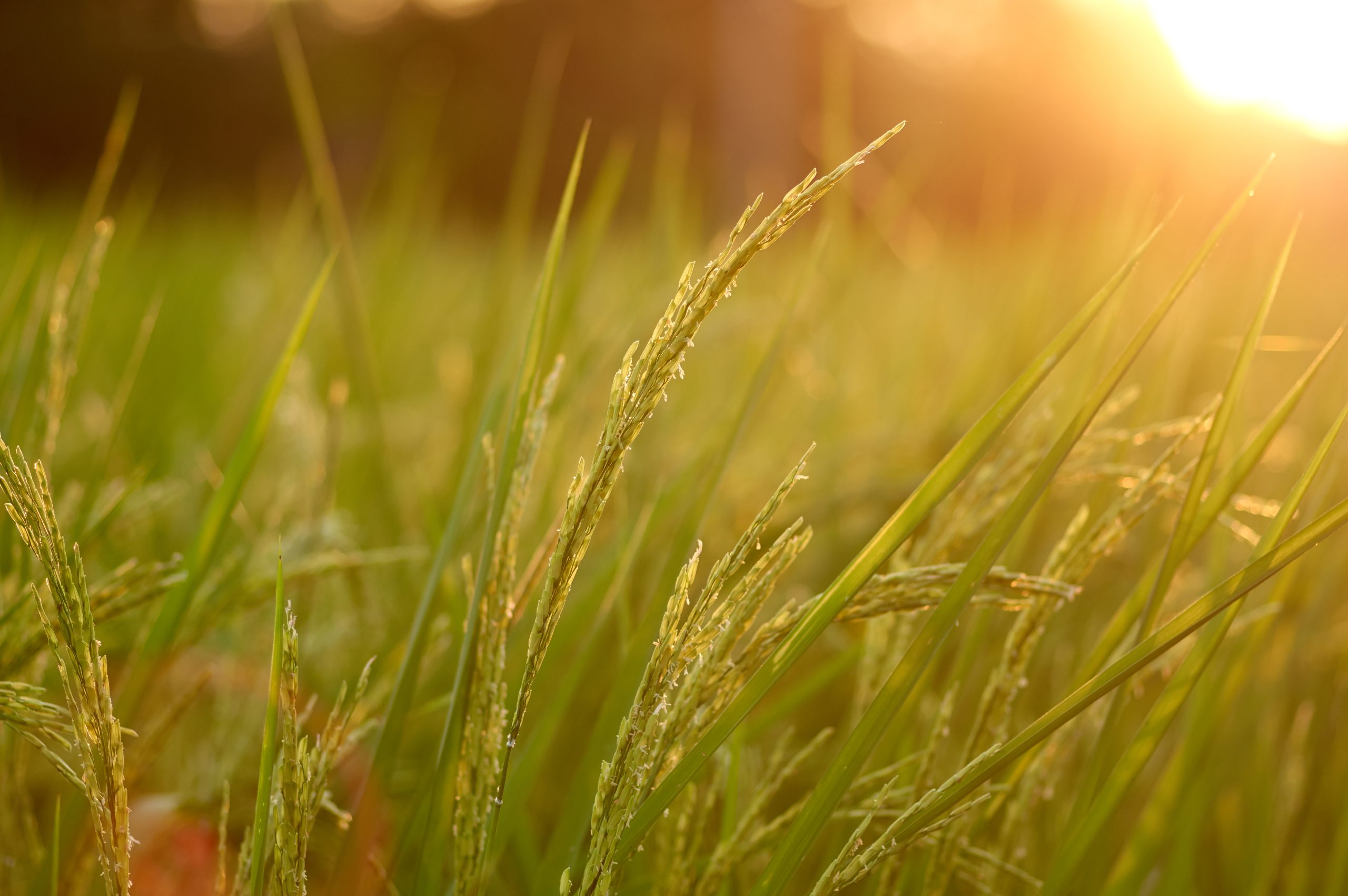 Carefully tended fields in Brazil demonstrate how controlled irrigation and minimal chemicals can yield better, cleaner harvests.