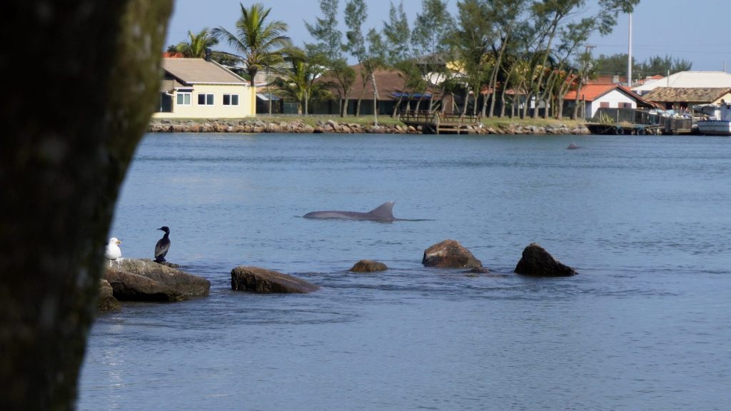 Brazilian Dolphins Aid Fishermen in Ancient Practice